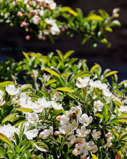 IMG_7698res